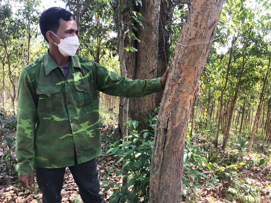 Ông Tem-Trưởng thôn Mor (xã Đak Tơ Ve, huyện Chư Păh) bên cây trắc có đường kính khoảng 20 cm. Ảnh: Văn Ngọc Ông Tem-Trưởng thôn Mor (xã Đak Tơ Ve, huyện Chư Păh) bên cây trắc có đường kính khoảng 20 cm. Ảnh: Văn Ngọc