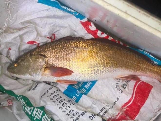 Con cá này nặng gần 6 kg. Ảnh: Tân Kỳ