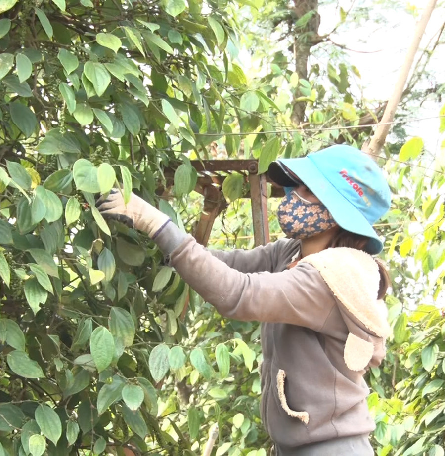 Người dân huyện Chư Sê thu hoạch hồ tiêu. Ảnh: Mỹ Đức Người dân huyện Chư Sê thu hoạch hồ tiêu. Ảnh: Mỹ Đức