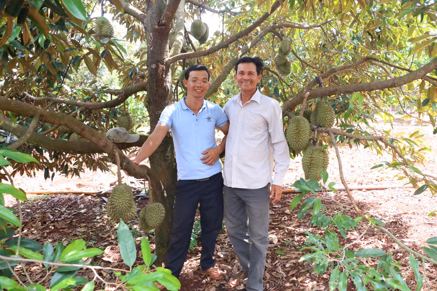 Mô hình trồng sầu riêng của thành viên HTX Nông nghiệp hữu cơ Đại Ngàn. Ảnh: Lê Nam