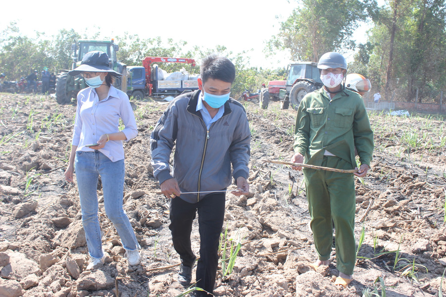 Kiểm tra việc bón phân hữu cơ vi sinh từ cơ giới hóa. Ảnh: Nguyễn Diệp