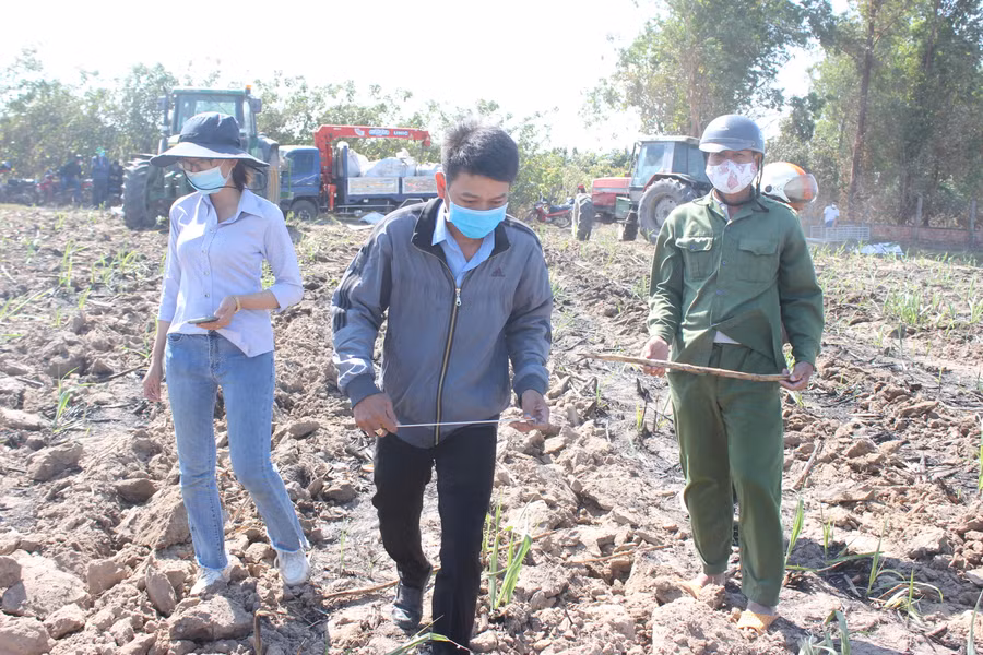 Kiểm tra việc bón phân hữu cơ vi sinh từ cơ giới hóa. Ảnh: Nguyễn Diệp