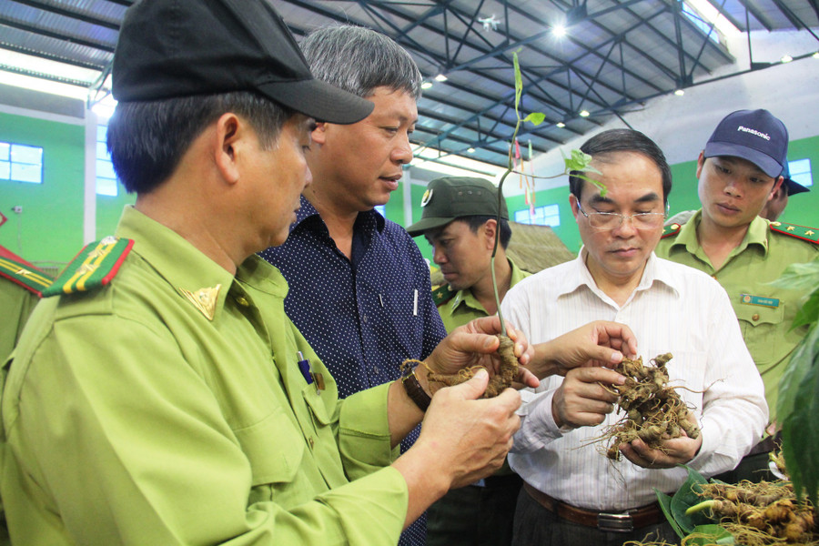 Lực lượng chức năng có mặt kiểm tra tình hình buôn bán sâm Ngọc Linh tại phiên chợ sâm Nam Trà My. Ảnh: Mạnh Cường Lực lượng chức năng có mặt kiểm tra tình hình buôn bán sâm Ngọc Linh tại phiên chợ sâm Nam Trà My. Ảnh: Mạnh Cường