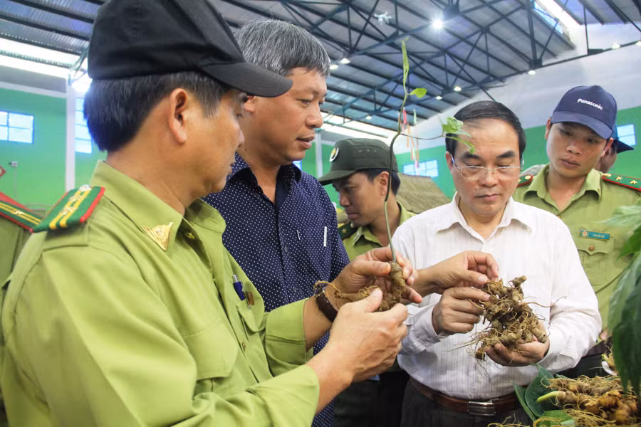 Lực lượng chức năng có mặt kiểm tra tình hình buôn bán sâm Ngọc Linh tại phiên chợ sâm Nam Trà My. Ảnh: Mạnh Cường