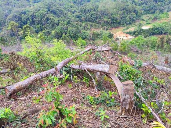 Hiện trường vụ phá rừng ở tiểu khu 477