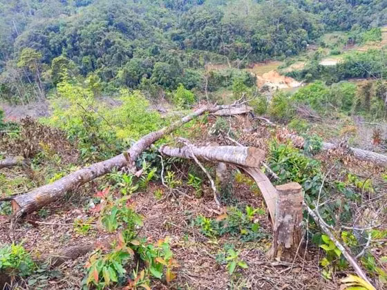 Hiện trường vụ phá rừng ở tiểu khu 477