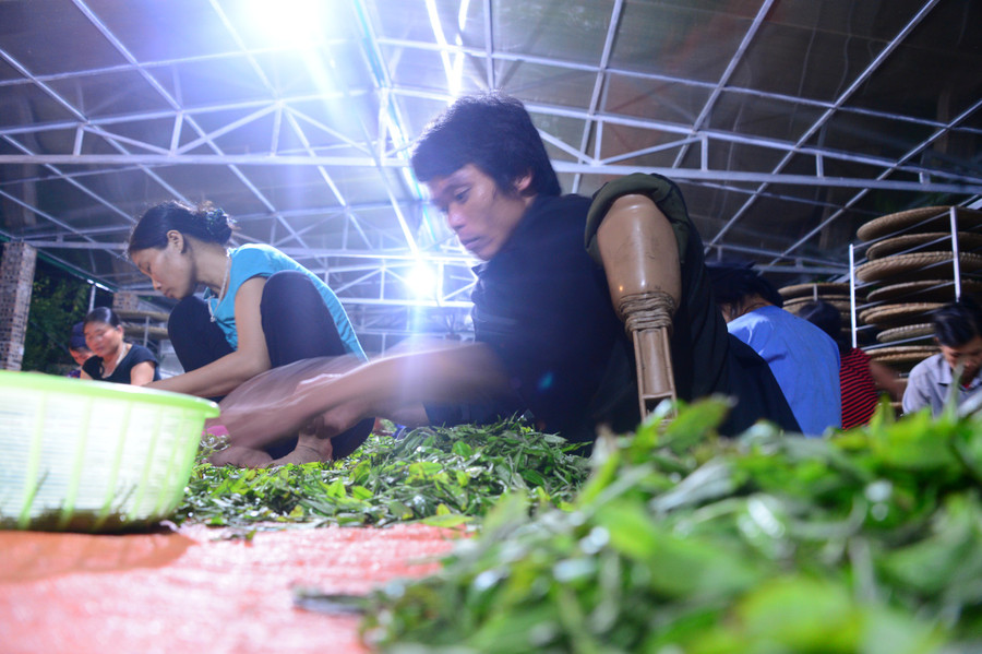Tuyển lựa nguyên liệu trước sản xuất ở vùng trà Thanh Thủy, Vị Xuyên, Hà Giang. Ảnh: Lam Phong