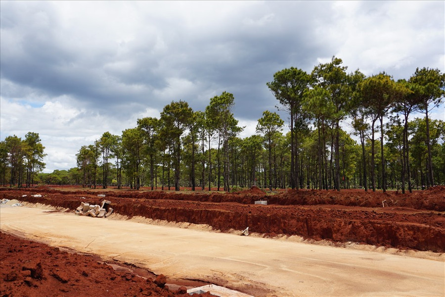  Mọi hoạt động dự án bên trong rừng thông đã dừng lại. Ảnh T.T