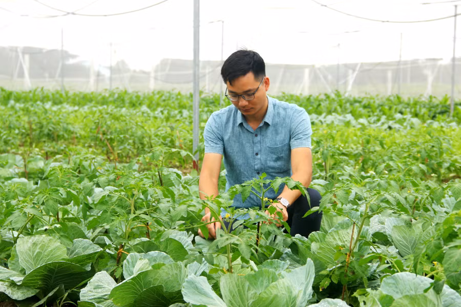 Nguyễn Văn Sơn và cánh đồng rau ở trang trại thứ 2 thuộc TX.Cửa Lò. Ảnh: K.Hoan