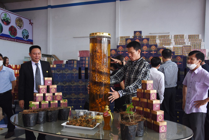 Công ty Sâm Việt Nam công bố sở hữu 10 ha sâm Ngọc Linh ở tỉnh Kon Tum đã bị lực lượng chức năng “vạch mặt”