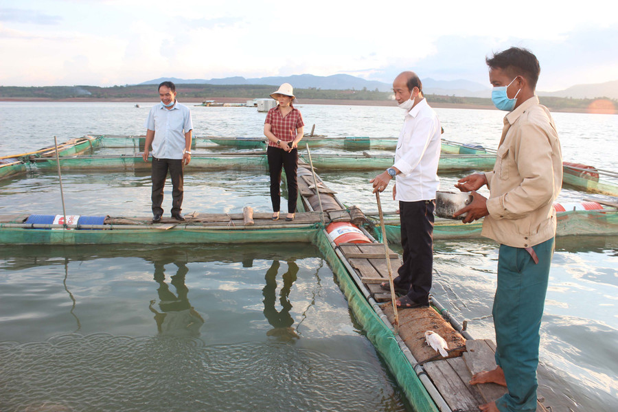 Các hộ dân nuôi cá diêu hồng ở làng Yut (xã Ia Phí) đang gặp khó trong tiêu thụ. Ảnh: Nguyễn Diệp