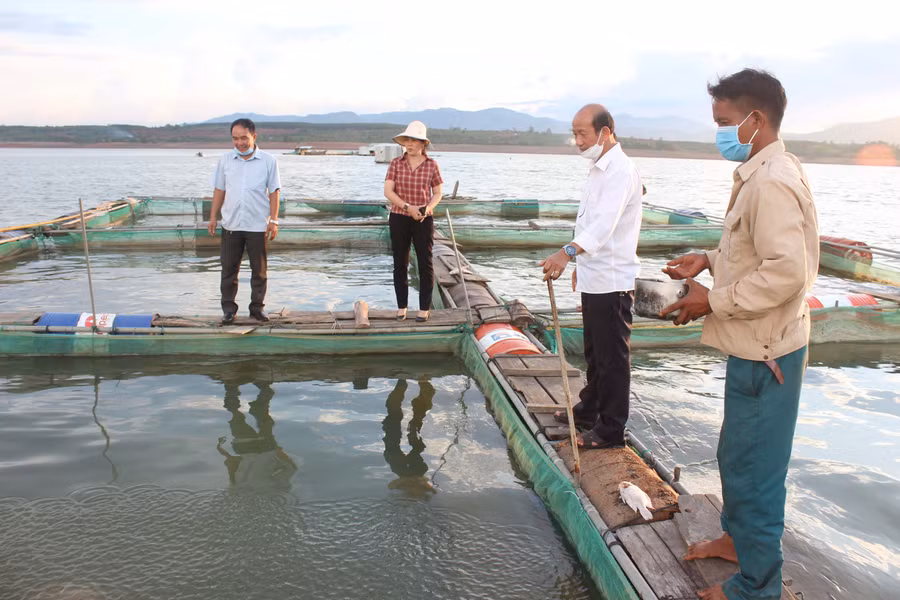 Các hộ dân nuôi cá diêu hồng ở làng Yut (xã Ia Phí) đang gặp khó trong tiêu thụ. Ảnh: Nguyễn Diệp