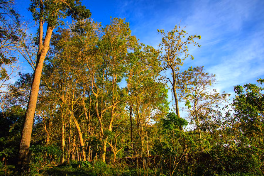  Thỏa thích ngắm nhìn rừng cây của đại ngàn Tây Nguyên trong lâm viên.