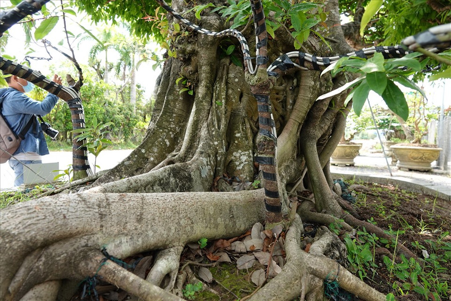 Rễ cây sộp có hai cây mai vàng mọc đan xen vào, anh Đông giữ lại và sửa thành hình dáng giống như râu rồng.