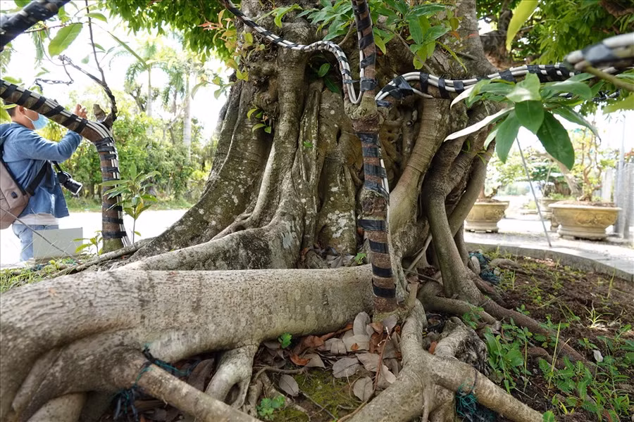 Rễ cây sộp có hai cây mai vàng mọc đan xen vào, anh Đông giữ lại và sửa thành hình dáng giống như râu rồng.