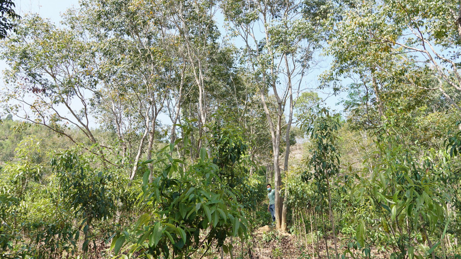 Những tán trắc xum xuê trên các mảnh đồi ở làng Mor. Ảnh: Văn Ngọc