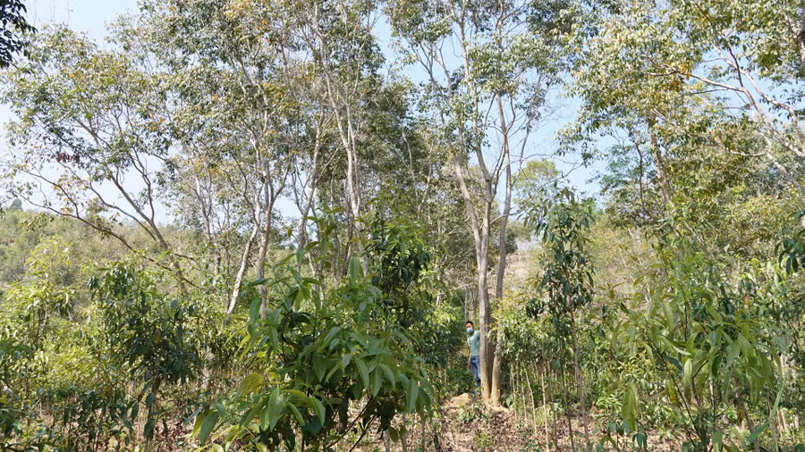 Những tán trắc xum xuê trên các mảnh đồi ở làng Mor. Ảnh: Văn Ngọc