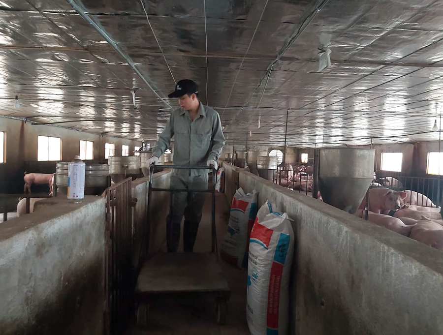 Từ cuối năm 2020 đến nay, giá thức ăn chăn nuôi tăng "dựng đứng" lên lần thứ 10, người chăn nuôi gặp khó. Ảnh: M.N Từ cuối năm 2020 đến nay, giá thức ăn chăn nuôi tăng