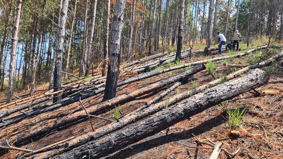 Thông 3 lá 20 năm tuổi bị đốn hạ nằm la liệt tại TK 263B. Ảnh: Lâm Viên