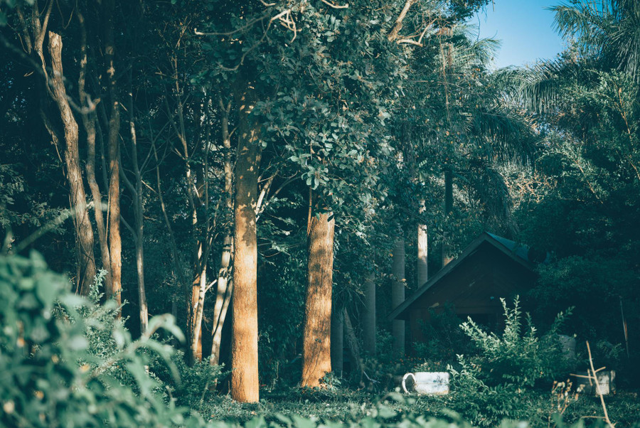  Ngôi nhà gỗ giữa cánh rừng đưa du khách lạc vào một thế giới cổ tích.