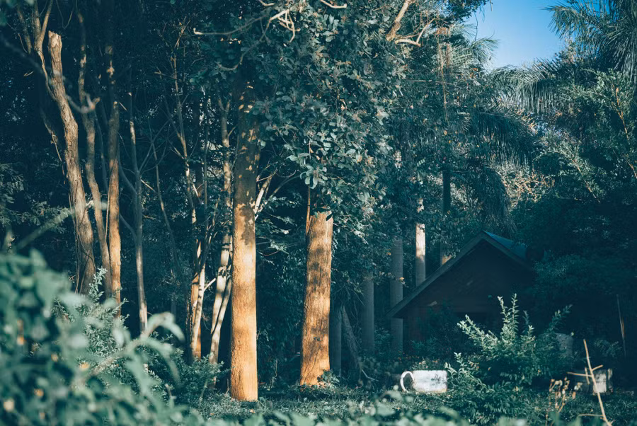  Ngôi nhà gỗ giữa cánh rừng đưa du khách lạc vào một thế giới cổ tích.