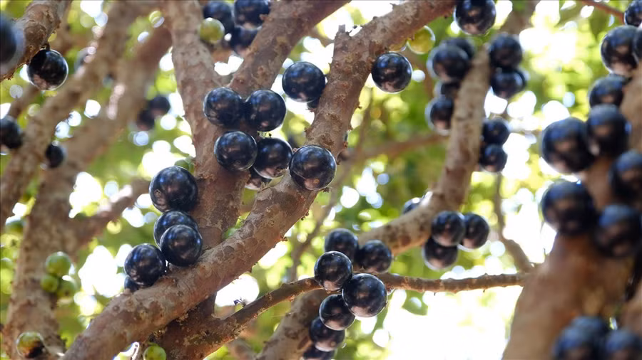 Mỗi vụ, một cây nho thân gỗ có thể cho thu lên đến 10kg quả. Ảnh: H.Thắm