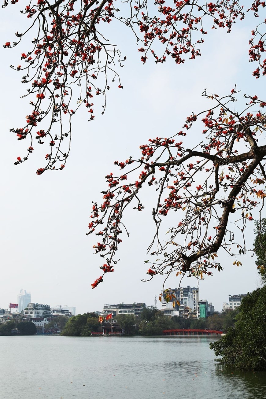 Hoa gạo xuất hiện cũng là thời khắc báo hiệu những ngày rét chuẩn bị đi qua và mùa hè đang tới. Ảnh: Phạm Hậu/TTXVN