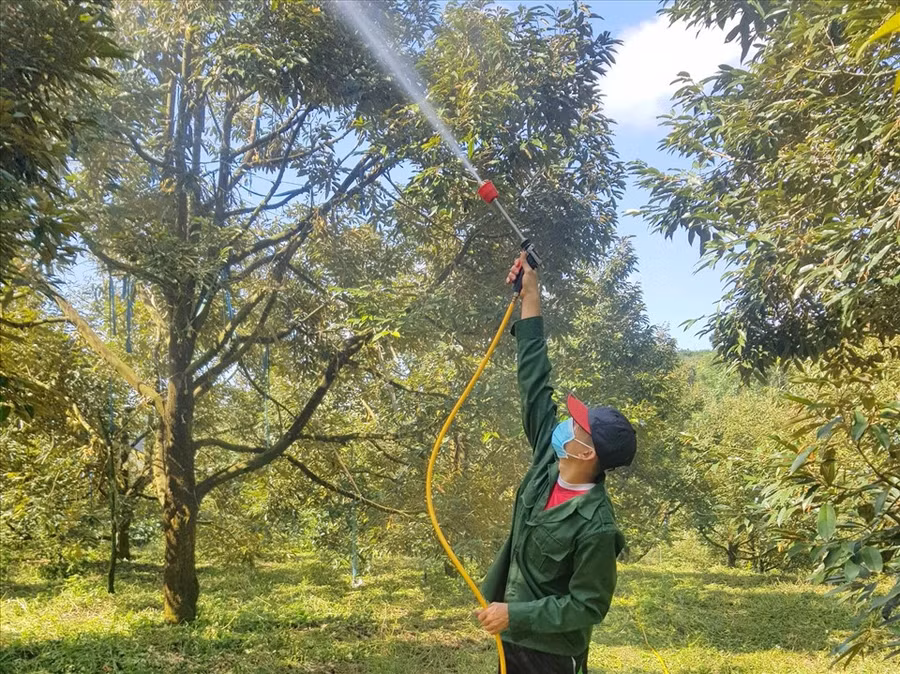 Người nông dân ở Đắk Nông đang phải chịu nhiều áp lực do chi phí sản xuất tăng cao. Ảnh: Phan Tuấn