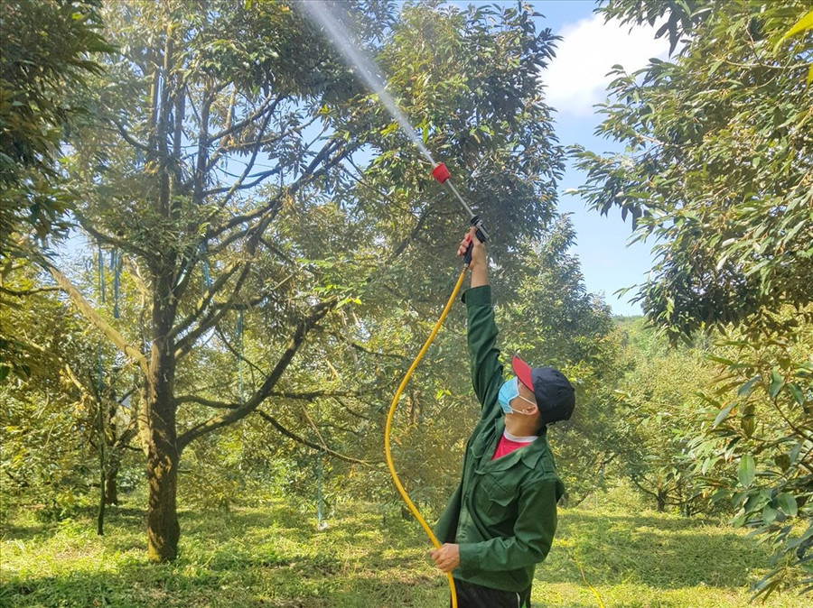 Người nông dân ở Đắk Nông đang phải chịu nhiều áp lực do chi phí sản xuất tăng cao. Ảnh: Phan Tuấn