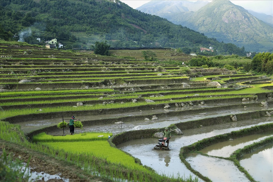 Những thửa ruộng được dẫn nước từ sâu trong các khe núi xuống đổ ải ra từng khoảng ruộng, nối nhau chảy từ bậc ruộng này sang bậc ruộng khác. Ruộng bậc thang như những bức tranh, chỗ điểm màu vàng, chỗ nhuộm sắc xanh của mạ vừa gieo, chỗ phản chiếu màu của bầu trời, sắc hồng lúc bình minh, vàng của nắng, xanh của bầu trời, những tông màu tương phản, sống động, tạo nên bức tranh thiên nhiên tuyệt đẹp của núi rừng. Những thửa ruộng được dẫn nước từ sâu trong các khe núi xuống đổ ải ra từng khoảng ruộng, nối nhau chảy từ bậc ruộng này sang bậc ruộng khác. Ruộng bậc thang như những bức tranh, chỗ điểm màu vàng, chỗ nhuộm sắc xanh của mạ vừa gieo, chỗ phản chiếu màu của bầu trời, sắc hồng lúc bình minh, vàng của nắng, xanh của bầu trời, những tông màu tương phản, sống động, tạo nên bức tranh thiên nhiên tuyệt đẹp của núi rừng.