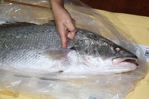  Cá lạ có lớp vảy óng ánh