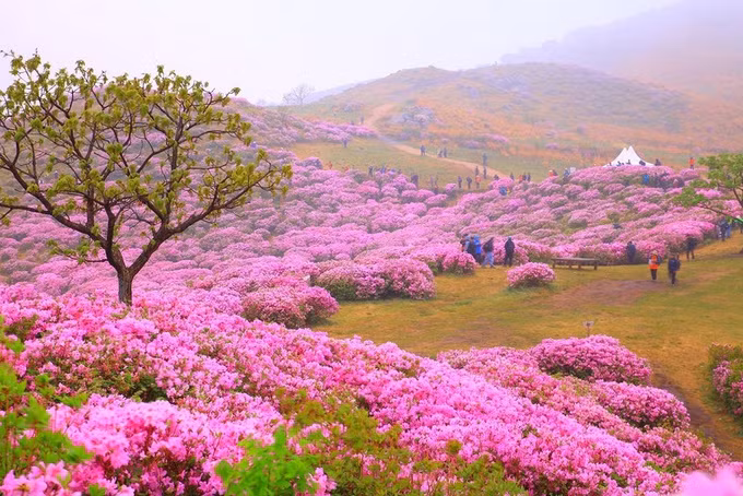 Mỗi mùa xuân đến hàng nghìn bông hoa đỗ quyên nở rộ ở núi Hwangmaesan cao 1.108 m, nằm giữa quận Sancheong và Hapcheon, tỉnh Gyeongsang Nam. Ở đây tổ chức lễ hội hoa đỗ quyên từ năm 1997 để thu hút du khách cũng như bảo tồn loài hoa. Du khách có thể tham gia lễ hội vào tháng 5 hàng năm, kết hợp thăm đền Phật giáo Haeinsa xây từ thế kỷ 13. Ảnh: korea.