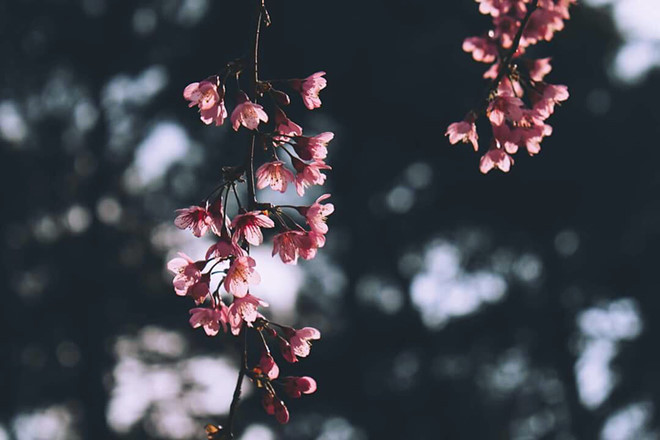 Thành phố Đà Lạt phủ một màu hồng lãng mạn.