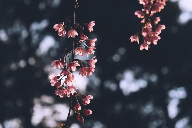 Thành phố Đà Lạt phủ một màu hồng lãng mạn.