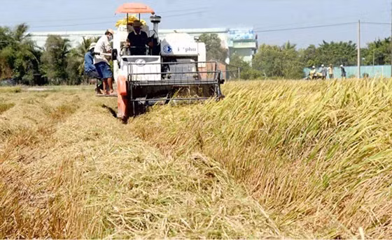 Thu hoạch lúa tại ĐBSCL 