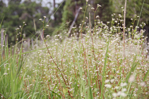 Không cần đi xa, bạn trẻ có thể ngắm được hoa tam giác mạch ngay tại mảnh đất Sài Gòn Không cần đi xa, bạn trẻ có thể ngắm được hoa tam giác mạch ngay tại mảnh đất Sài Gòn