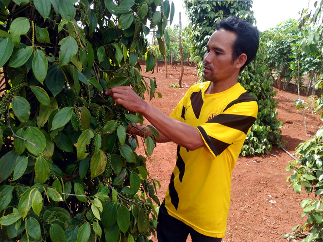 Plinh bên vườn hồ tiêu trĩu quả.