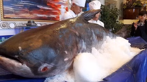 Con cá tra dầu "khủng" được chủ nhà hàng tại Hà Tĩnh mua với giá 100 triệu để về phục vụ thực khách. Con cá tra dầu