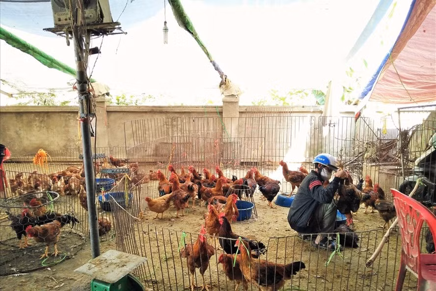 Một góc kinh doanh gia cầm chợ Hà Vỹ.