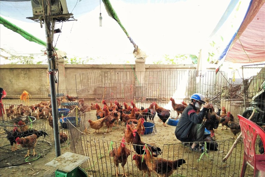 Một góc kinh doanh gia cầm chợ Hà Vỹ. Một góc kinh doanh gia cầm chợ Hà Vỹ.