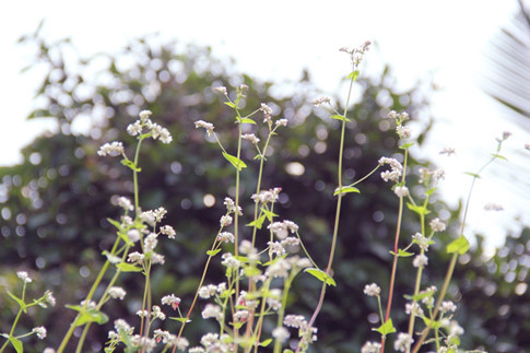 Hoa tam giác mạch trồng 2 tháng là có thể nở hoa Hoa tam giác mạch trồng 2 tháng là có thể nở hoa