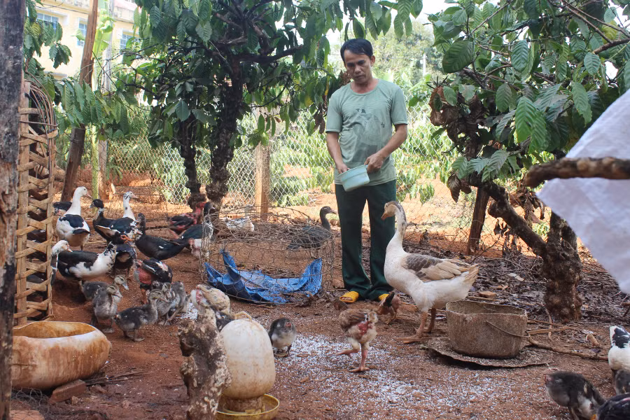 Người chăn nuôi chủ động theo dõi, kiểm tra đảm bảo đàn gia súc, gia cầm của gia đình sinh trưởng và phát triển tốt. Ảnh: N.T