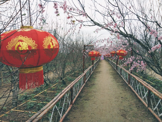 Để phục vụ nhu cầu ngắm hoa, các nhà vườn đã chủ động điều tiết cho hoa nở sớm. Nhiều chủ nhà vườn đã thuê người thiết kế tiểu cảnh để phục vụ khách đến xem hoa, chụp ảnh.