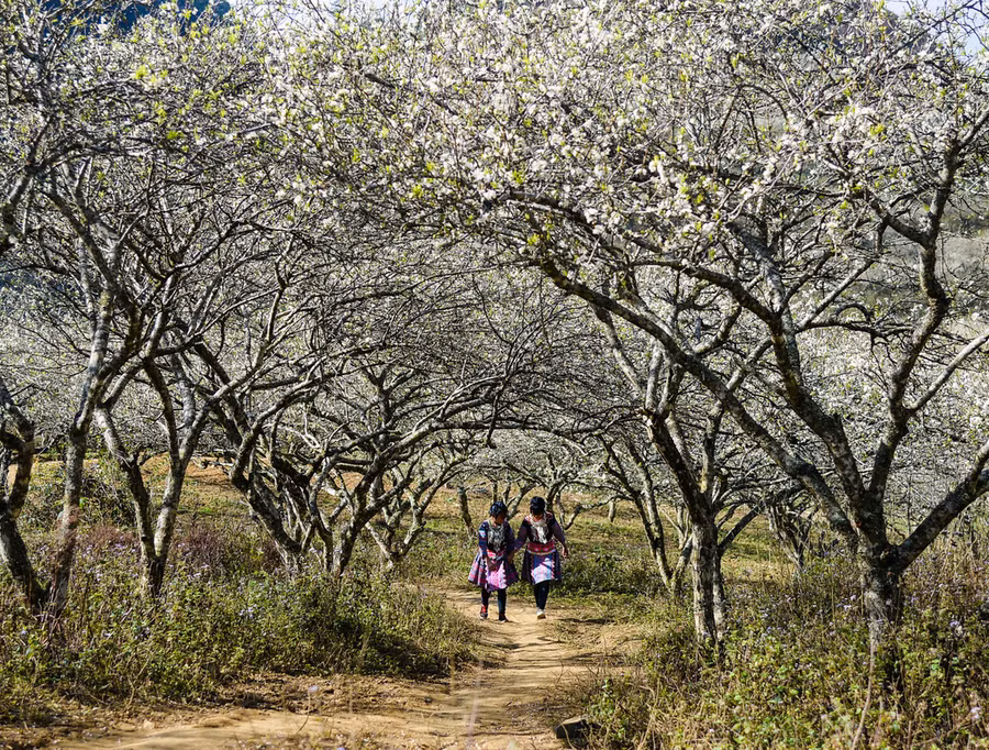  Hai thiếu nữ Mông diện váy đẹp đi chơi giữa rừng mận. 