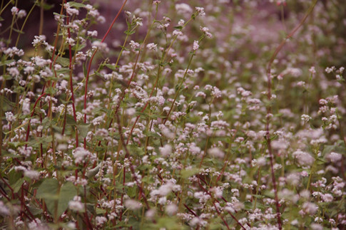 Đây là loài hoa đặc trưng ở vùng núi các tỉnh phía Bắc Đây là loài hoa đặc trưng ở vùng núi các tỉnh phía Bắc