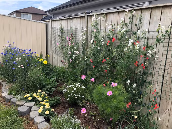 Chị Mơ thường tranh thủ chăm sóc hoa sau giờ làm. Vì có con nhỏ và đi làm nên thời gian cho vườn cũng hạn hẹp. 