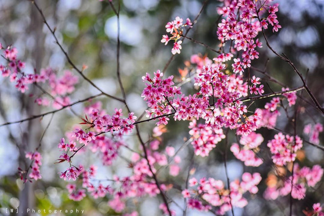 "Đặc sản" của Đà Lạt trong tháng một là hoa mai anh đào.