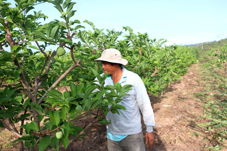 Vùng đật cằn cỏi ngày nào nay đã đơm hoa, kết trái. Ảnh: Q.T Vùng đật cằn cỏi ngày nào nay đã đơm hoa, kết trái. Ảnh: Q.T