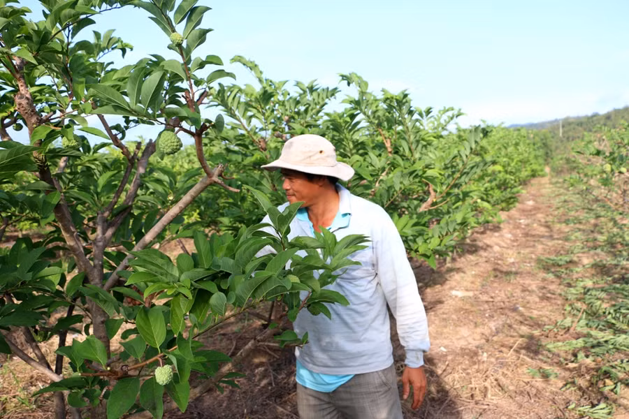 Vùng đật cằn cỏi ngày nào nay đã đơm hoa, kết trái. Ảnh: Q.T