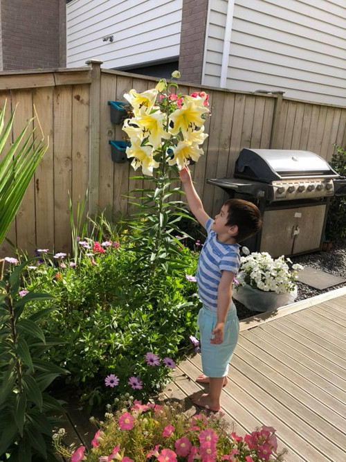 Ngoài ly hồng, cây ly vàng nhà chị Mơ cũng sai hoa và có chiều cao 150 cm.  Ngoài ly hồng, cây ly vàng nhà chị Mơ cũng sai hoa và có chiều cao 150 cm.